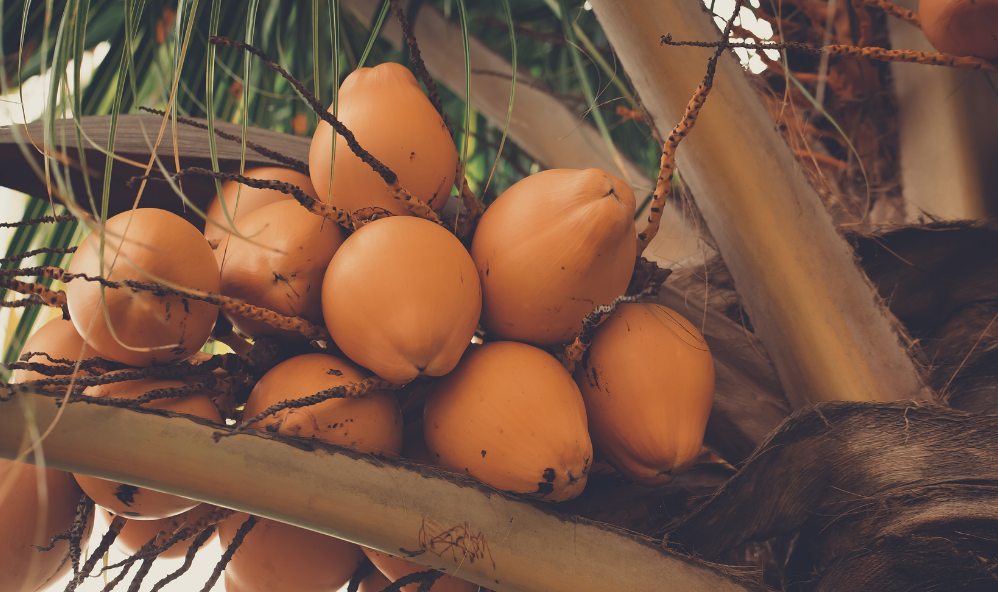 Teaching during COVID: Cherish the coconuts